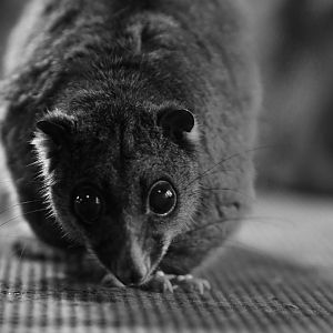 Ground cuscus (Phalanger gymnotis)