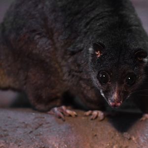 Ground cuscus (Phalanger gymnotis)