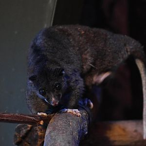 Ground cuscus (Phalanger gymnotis)