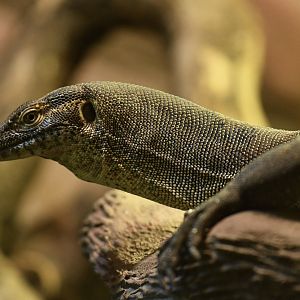 Mertens monitor (Varanus mertensi)