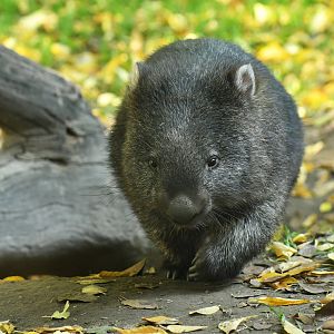 Common wombat (Vombatus ursinus)