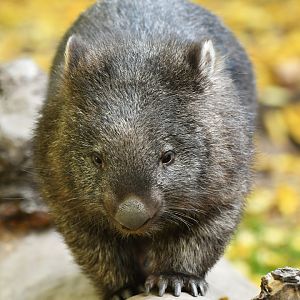 Common wombat (Vombatus ursinus)