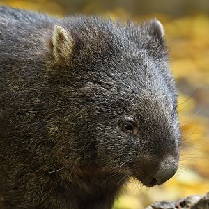 Common wombat (Vombatus ursinus)
