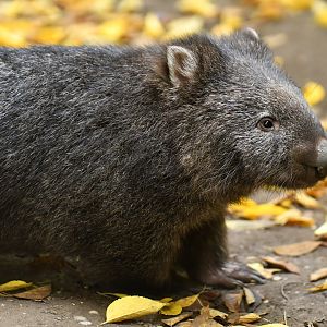 Common wombat (Vombatus ursinus)