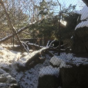 Russia’s Grizzly Coast - Amur Leopard Exhibit #1