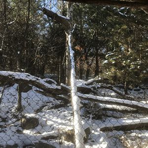 Russia’s Grizzly Coast - Amur Leopard Exhibit #3