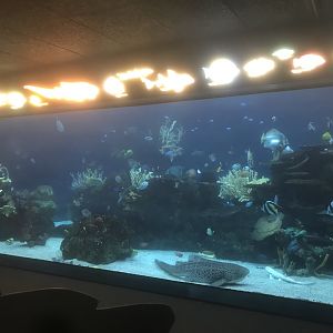 Tropics Trail - Coral Reef Tank