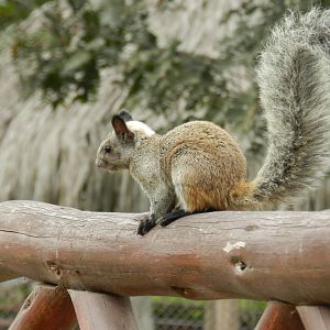 Guayaquil squirrel - Parque de las Leyendas