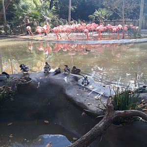 American flamingos and ducks