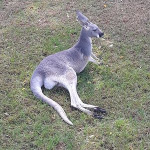 Red kangaroo relaxes
