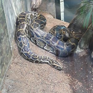 The python has returned