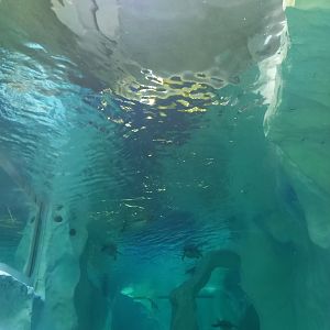 Gentoo penguin underwater viewing