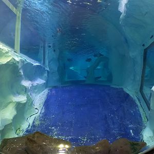 Gentoo penguin underwater viewing