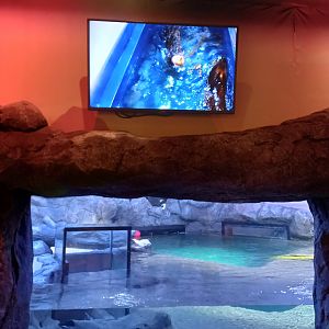 Sea otter viewing window, with live feed video of the off-show pool