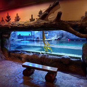 Sea otter viewing window