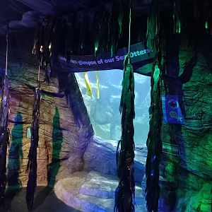 Sea otter underwater viewing window