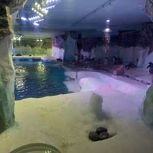 Gentoo penguin enclosure