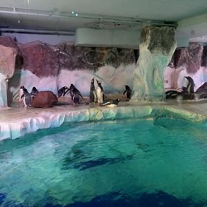 Gentoo penguin enclosure