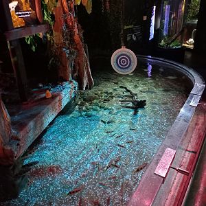Archer fish tank and feeding target
