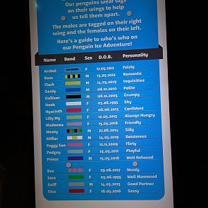 Gentoo penguin ID signage