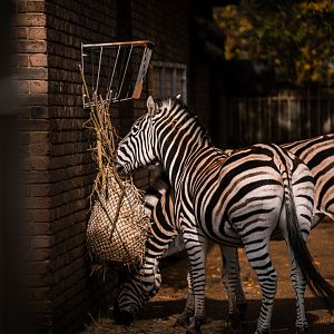 Zebras