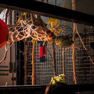 Giraffe enrichment