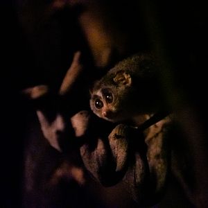 Grey slender loris