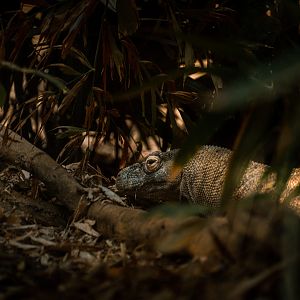 Komodo Dragon