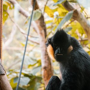 Cheeked Gibbon