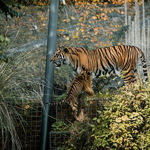 Mother climbing with cubs