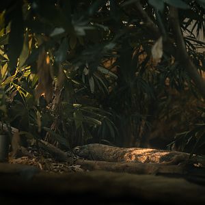 Komodo Dragon
