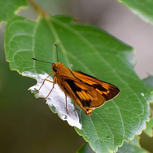 Orange Palm-dart, Cephrenes augiades
