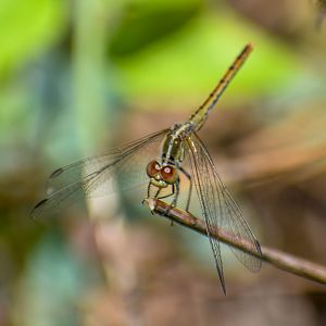 Wandering Percher, Diplacodes bipunctata