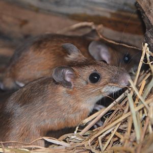 Tsushima field mouse (Apodemus speciosus 'tsusimaensis')