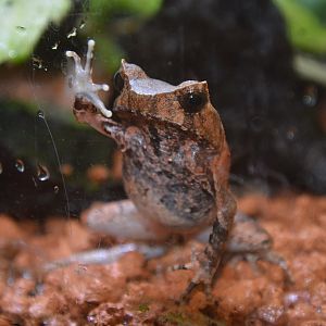 Perak horned toad (Megophrys aceras)
