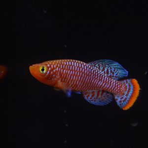 Bluefin nothobranch (Nothobranchius rachovii)