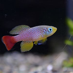 Foersch' killifish (Nothobranchius foerschi)