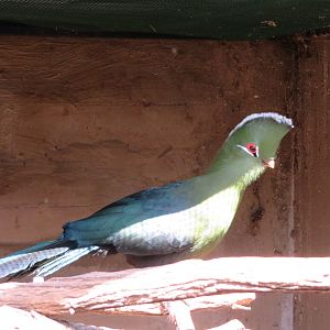Knysna Turaco (Tauraco corythaix)