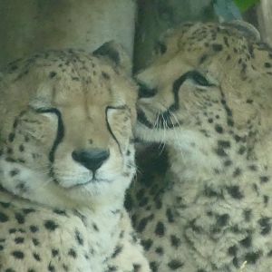Cheetahs, December 2022