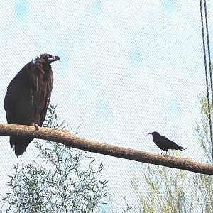 Cinereous vulture (Aegypius monachus) and Red-billed chough (Pyrrhocorax pyrrhocorax), 2022-04-12