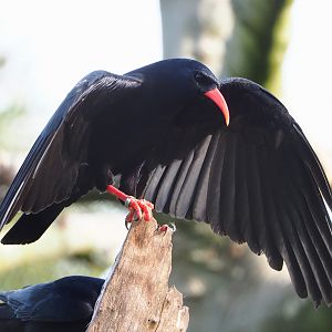 Red-billed chough (Pyrrhocorax pyrrhocorax), 2022-04-12