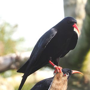 Red-billed chough (Pyrrhocorax pyrrhocorax), 2022-04-12