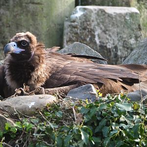 Cinereous vulture (Aegypius monachus), 2022-04-12