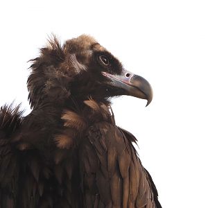 Cinereous vulture (Aegypius monachus), 2022-04-12