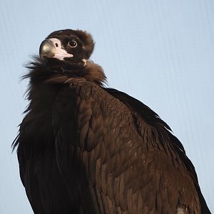Cinereous vulture (Aegypius monachus), 2022-04-12