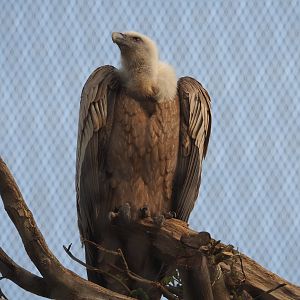 Western eurasian griffon vulture (Gyps fulvus fulvus), 2022-04-12