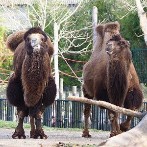 Bactrian camels (Camelus bactrianus), 2022-04-12