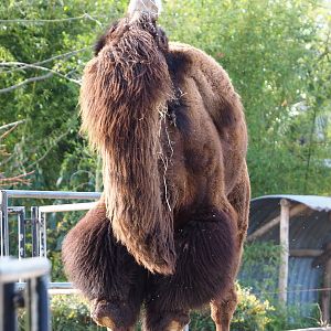 Bactrian camel (Camelus bactrianus), 2022-04-12