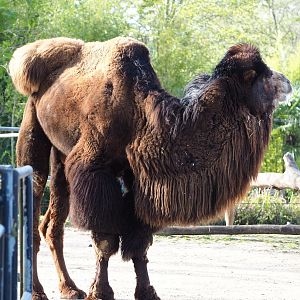 Bactrian camel (Camelus bactrianus), 2022-04-12