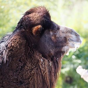 Bactrian camel (Camelus bactrianus), 2022-04-12